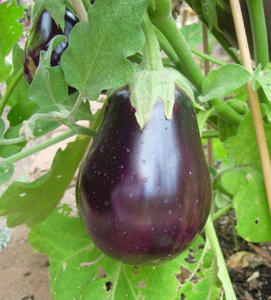 Photo Source: http://atableforrue.blogspot.ca/2012/08/eggplant-casserole-or-red-white-and.html